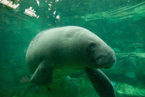 African manatee