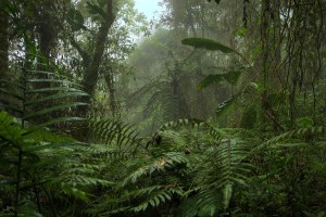 Ecuador-Cloud_forest