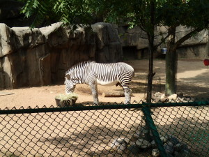 Lone zebra at Lincoln Park Zoo