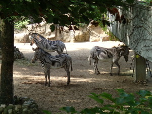 Zebra trio at Lincoln Park Zoo