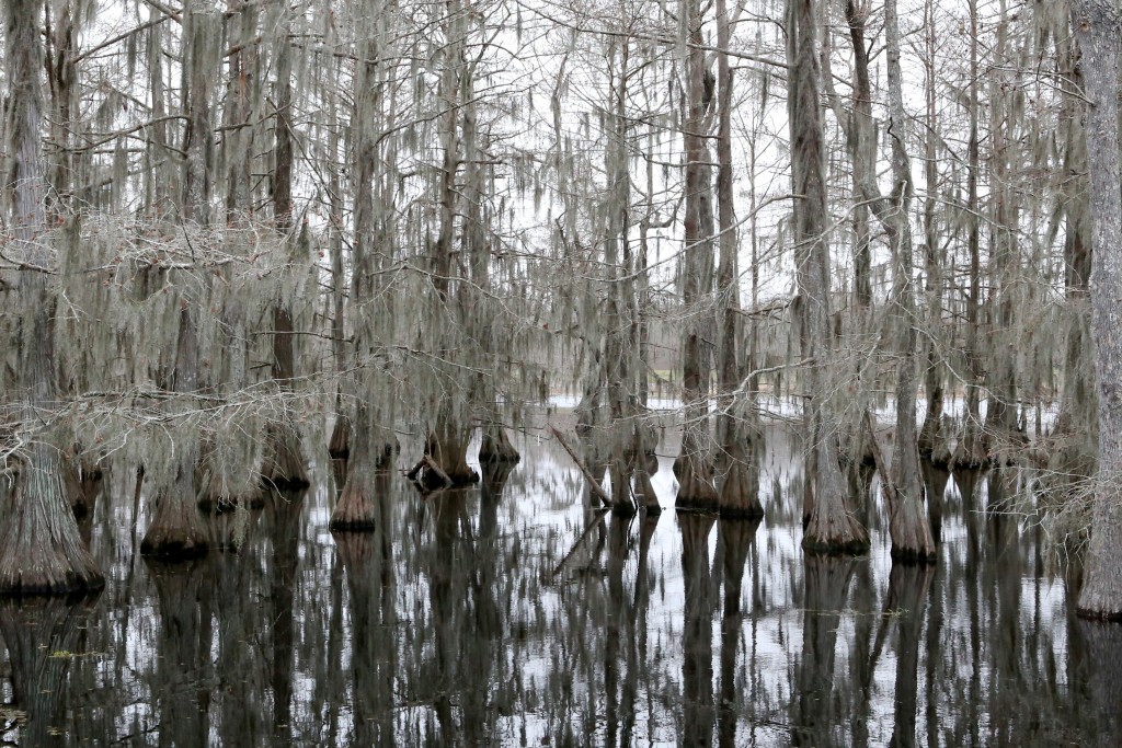 An eerie stillness in the swamp