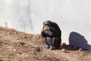 Stereotypical banana eating