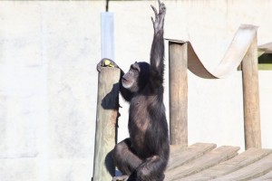 chimp stretch