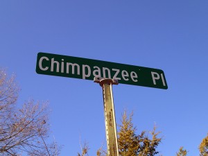 Chimpanzee Place