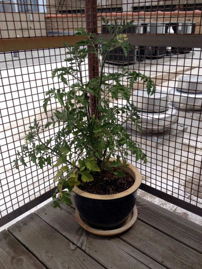 Piddilywinks the Tomato Plant - July 25, 2014