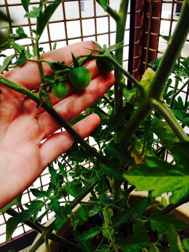 Piddilywinks the Tomato Plant - August 15, 2014