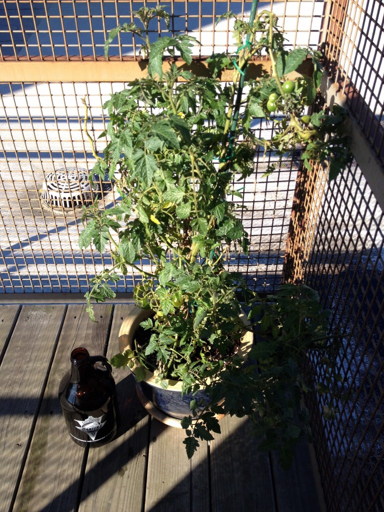 Piddilywinks the Tomato Plant - October 22, 2014
