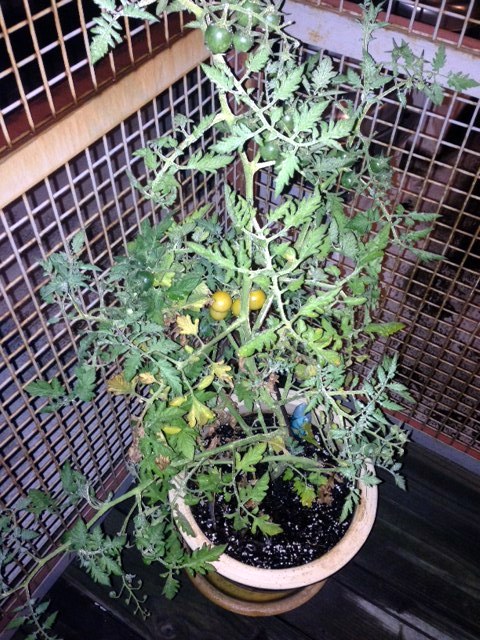 Piddilywinks the Tomato Plant - August 21, 2014