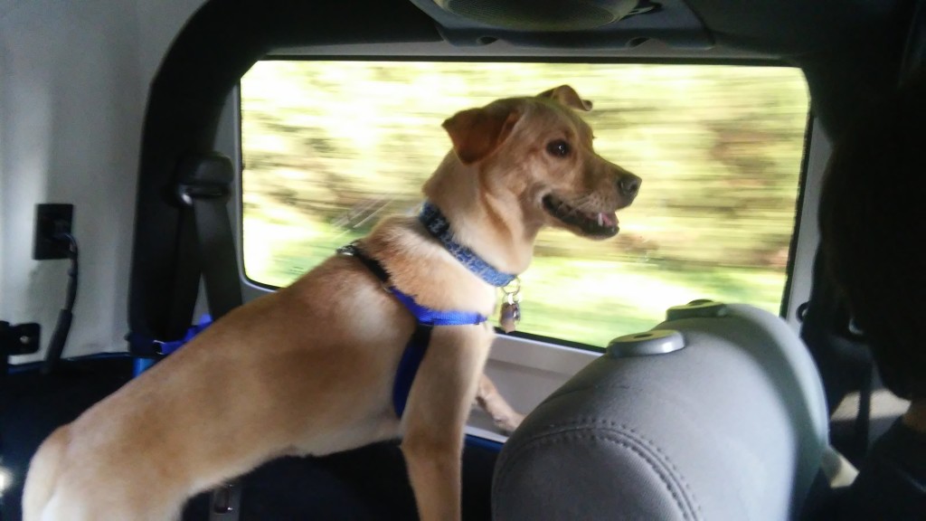 Sasha is super excited for Jeep rides...and at just a year old...everything else too.